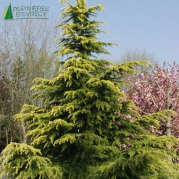 CEDRUS deodara Aurea
