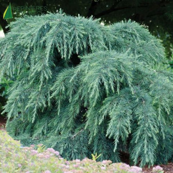 CEDRUS deodara Feeling blue