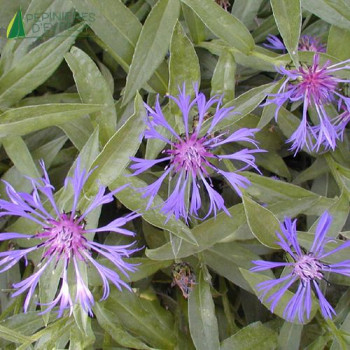 CENTAUREA montana