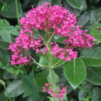 CENTRANTHUS ruber