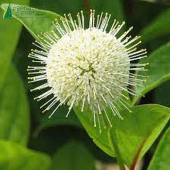 CEPHALANTHUS occidentalis Fiber Optics