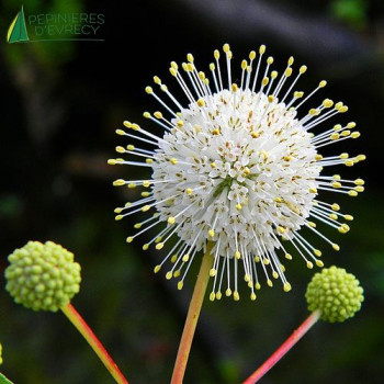 CEPHALANTHUS occidentalis