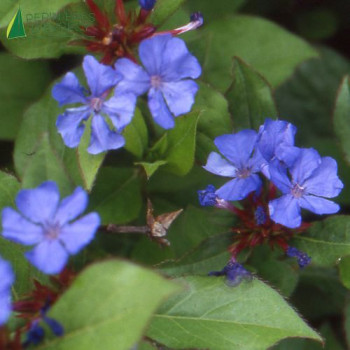 CERATOSTIG plumbagoides