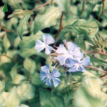 CERATOSTIGMA willmotianum