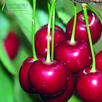 CERISIER bigarreau Coeur de marmotte (prunus avium)