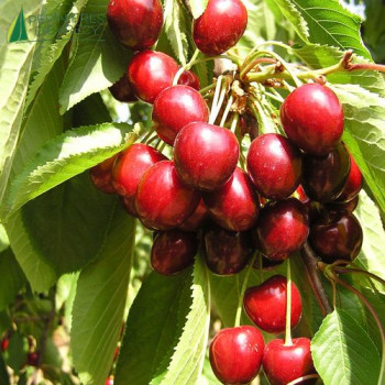 CERISIER bigarreau geant d' hedelfingen (prunus avium)