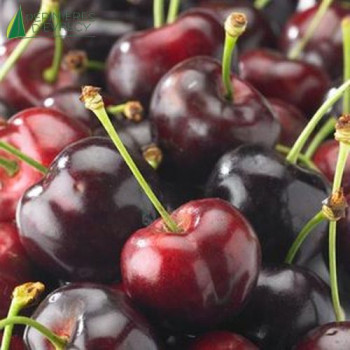 CERISIER bigarreau Burlat (prunus avium)