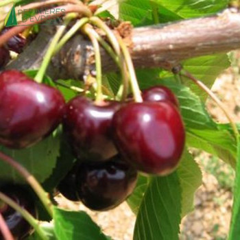 CERISIER bigarreau Marmotte (prunus avium)