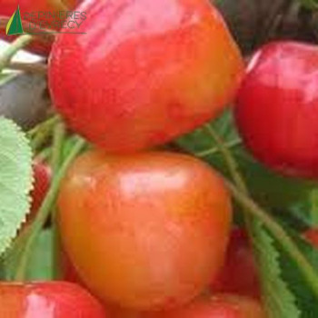 CERISIER bigarreau Napoleon (prunus avium)