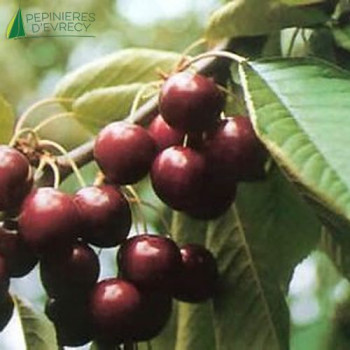 CERISIER bigarreau Noir (prunus avium)