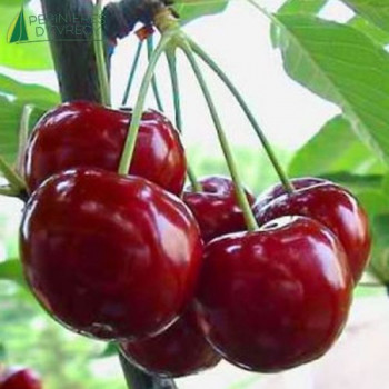 CERISIER bigarreau Reverchon (prunus avium)