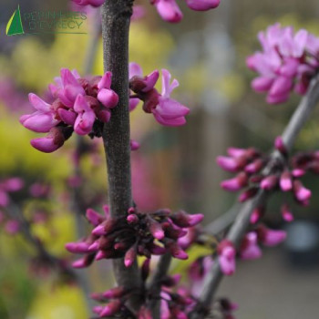 CERCIS canadensis Merlot