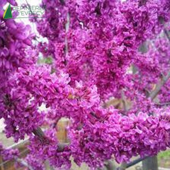 CERCIS canadensis Oklahoma 60/80 Cont.5/7.5 L 