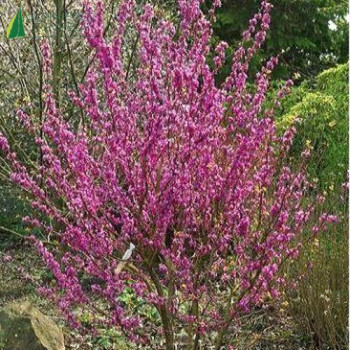 CERCIS chinensis Avondale  Cont.3/4 L 