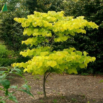 CERCIS canadensis Hearts of gold 100/125 Cont.15/20 L 