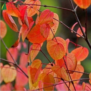 CERCIDIPHYLLUM japonicum  Cont.5/7.5 L 