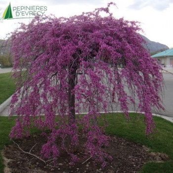 CERCIS canadensis Lavender twist Demi Tige 08/10 Conteneur 