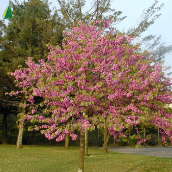 CERCIS siliquastrum