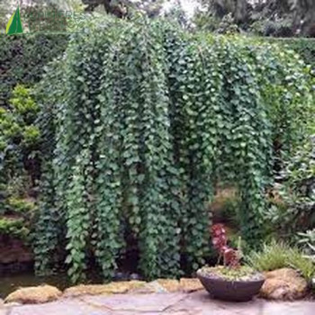 CERCIDIPHYLLUM japonicum Pendulum