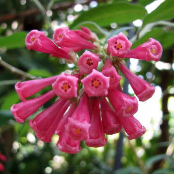 CESTRUM fasciculatum Newellii