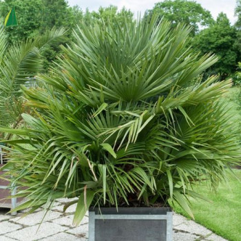 CHAMAEROPS humilis compacta