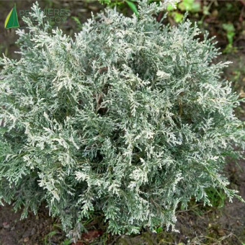 CHAMAECYPARIS lawsoniana Pearly Swirls 20/25 Cont.2/2.5 L 