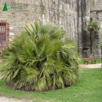 CHAMAEROPS humilis