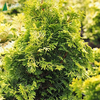 CHAMAECYPARIS obtusa Meroki Twin