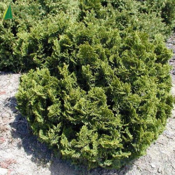 CHAMAECYPARIS obtusa Nana gracilis  Cont.5/7.5 L 