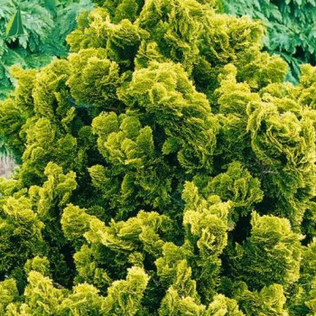 CHAMAECYPARIS obtusa Nana Aurea 1/4 Tige Cont.5/7.5 L 