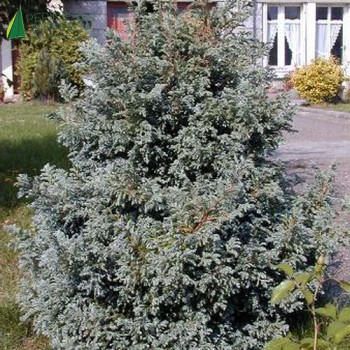 CHAMAECYPARIS pisifera Boulevard 40/50 Cont.5/7.5 L 