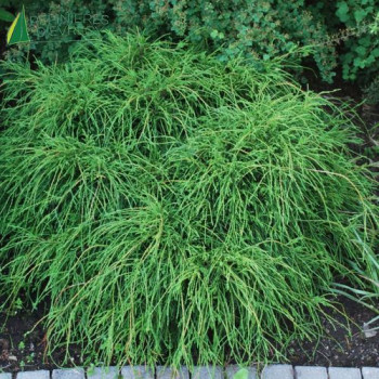 CHAMAECYPARIS pisifera Filifera nana