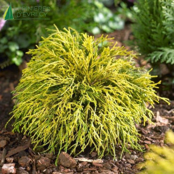 CHAMAECYPARIS pisifera Sungold