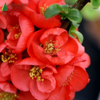 CHAENOMELES speciosa 'Red kimono' ®  Cont.3/4 L 