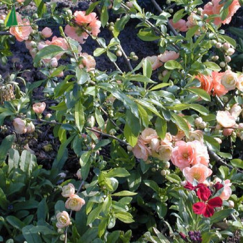 CHAENOMELES x superba Cameo 30/40 Cont.3/4 L 