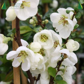 CHAENOMELES x superba Jet Trail