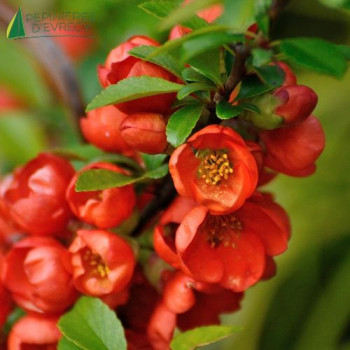 CHAENOMELES x superba Orange Trail