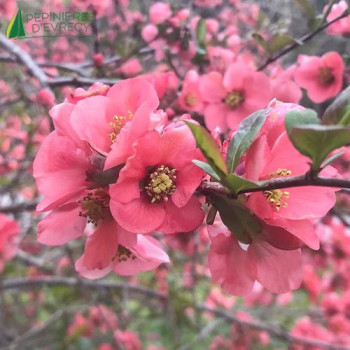 CHAENOMELES x superba Pink Lady