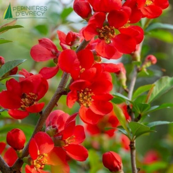 CHAENOMELES x superba Red Trail