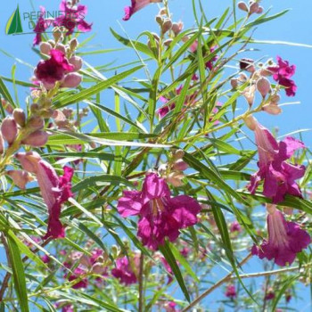 CHILOPSIS linearis Burgundy