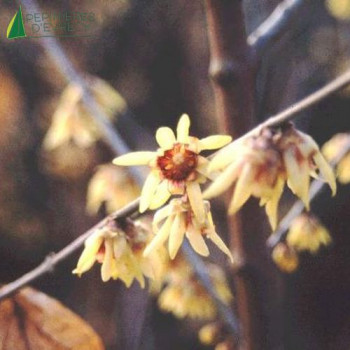 CHIMONANTHUS praecox  Cont.3/4 L 