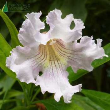 CHITALPA tas. Summerbells