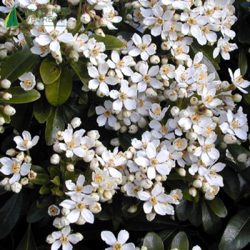 CHOISYA ternata