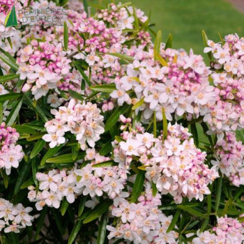 CHOISYA ternata Apple Blossom ®  Cont.3/4 L 
