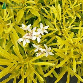 CHOISYA ternata Goldfinger  Cont.3/4 L 
