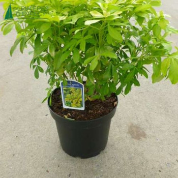 CHOISYA ternata Sundance®  Cont.2/2.5 L 