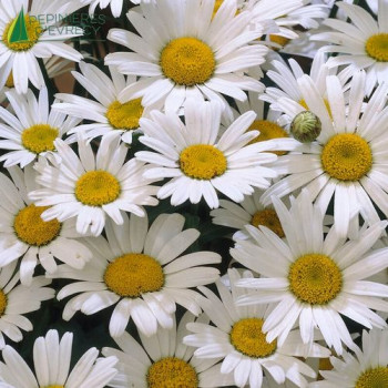 CHRYSANTHE maximum Snow Lady