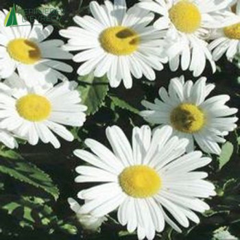 CHRYSANTHEMUM max Reine de mai