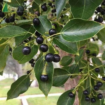 CINNAMOMUM camphora