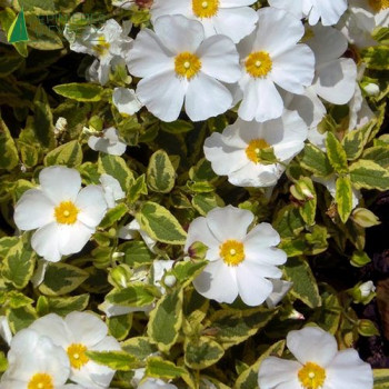 CISTUS corbariensis Little miss Sunshine 20/30 Cont.2/2.5 L 